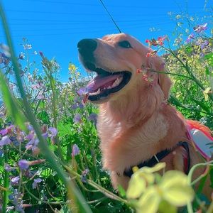 Meet your Posher, Vincent